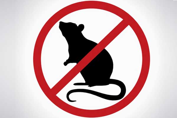 Produtos Contra Ratos e Insetos